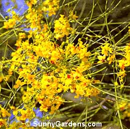 Parkinsonia aculeata, Jerusalem Thorn, Mexican palo Verde
