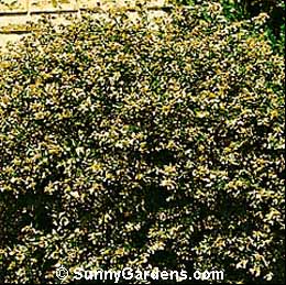 Abelia x grandiflora, Glossy Abelia
