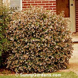 Abelia x grandiflora, Pink Abelia