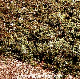 Abelia x grandiflora, Glossy Prostrate, White Abelia