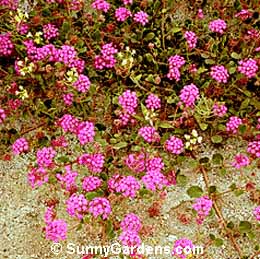 Abronia villosa, Desert Sand Verbena