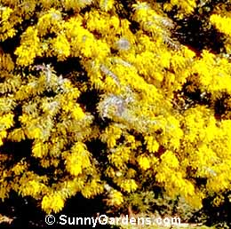 Acacia baileyana, Cootamundra Wattle, Golden Mimosa, Bailey Acacia