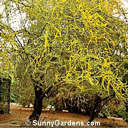 Acacia cavenia, Wattle, Mimosa
