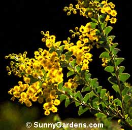 Acacia cultriformis, Knife-Leaf Acacia, Knife Acacia