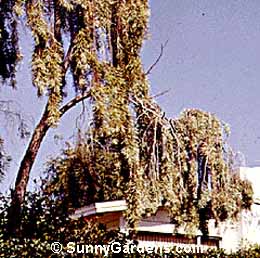 Acacia pendula, Weeping Acacia
