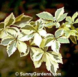 Acanthopanax sieboldianus variegatum, Variegated Five-leaf Aralia