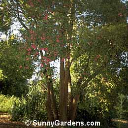 Acmena smithii, Lilly Pilly, Eugenia smithii, Lili-Pili Tree