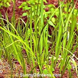 Acorus calamus