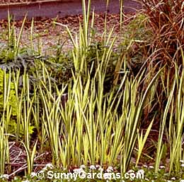 Acorus calamus, Variegated Sweetflag