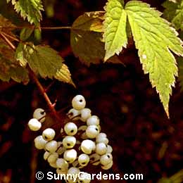 Actaea pachypoda, Doll's Eyes, White Beneberry, Cohosh