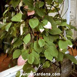 Actinidia kolomikta, Woody Vine, Kolomikta Actinidia
