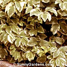 Aegopodium podagraria, Variegated Bishops Weed, Variegated Goutweed, Snow on the Mountain