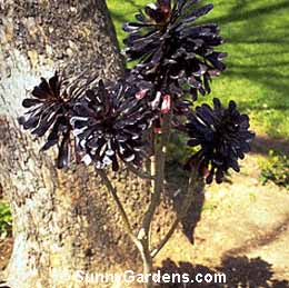 Aeonium arboreum