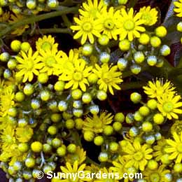 Aeonium canariense, Canary Island Aeonium, Aeonium giganteum, Velvet Rose