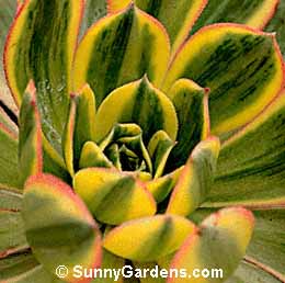 Aeonium decorum