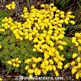 Aeonium x floribundum