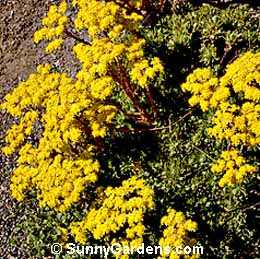 Aeonium smithii