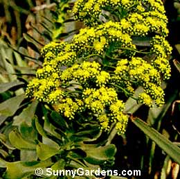 Aeonium undulatum, Saucer Plant