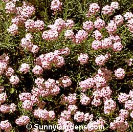 Aethionema grandiflorum, Persian Stonecress