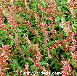 Agastache barberi