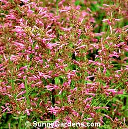 Agastache barberi