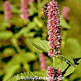 Agastache foeniculum, Anise Hyssop