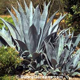 Agave americana, Century Plant, Maguey, American Aloe