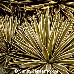Agave angustifolia
