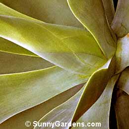 Agave attenuata, Large Succulent Agave