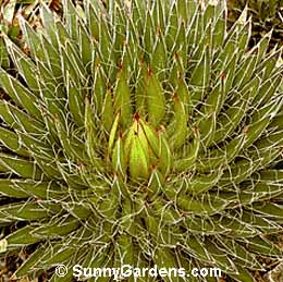 Agave filifera