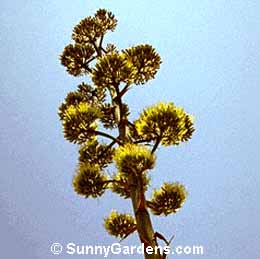 Agave huachucensis