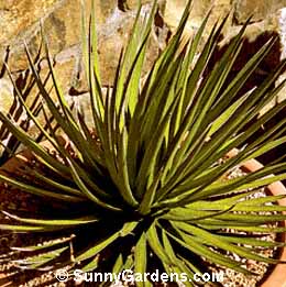 Agave ocahui