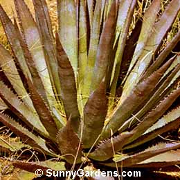 Agave palmeri
