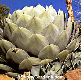 Agave parryi, Parryi Agave