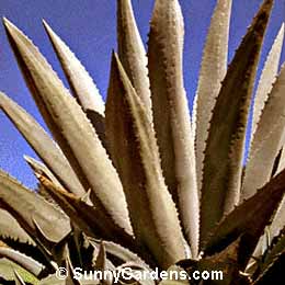 Agave salmiana