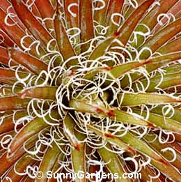 Agave schidigera