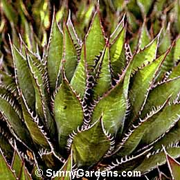 Agave shawii, Century Plant, Maguey