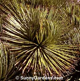 Agave stricta