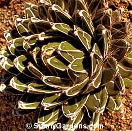 Agave victoriae-reginae, Queen Victoria Century Plant