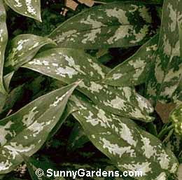 Aglaonema commutatum