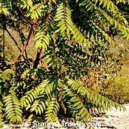 Ailanthus altissima, Tree of Heaven