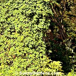 Akebia quinata, Fiveleaf Akebia, Chocolate Vine