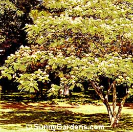 Albizia julibrissin, Silk Tree, Mimosa