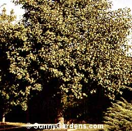 Alnus cordata, Italian Alder, Alnus pyrifolia