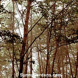 Alnus oregona, Red Alder, Alnus rubra