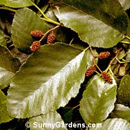 Alnus rhombifolia, California White Alder, White Alder