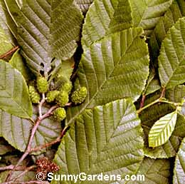 Alnus rugosa, Speckled Alder