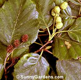 Alnus sinuata, Sitka Alder
