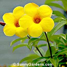 Allamanda cathartica, Golden Trumpet, Common Allamanda