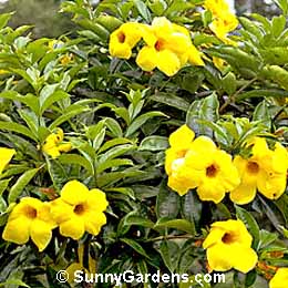 Allamanda cathartica, Golden Trumpet